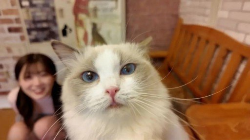 FC2PPV-4511406 Too Cute! Super Rare! She Was Crazy About The Cats On A Date At A Cat Cafe. “So Cute…” After The Date, She Was Crazy About My Dick Too. It’s A Secret Between The Two Of Us.